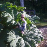 Is this leaf big enough?