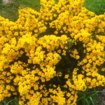 The smell of cocoa nuts was very noticeable.